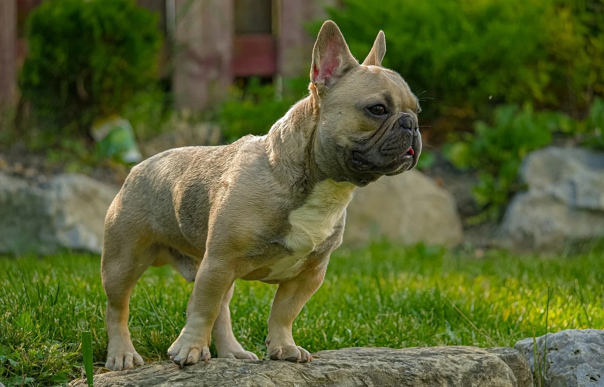 how much is a french bulldog puppy cost